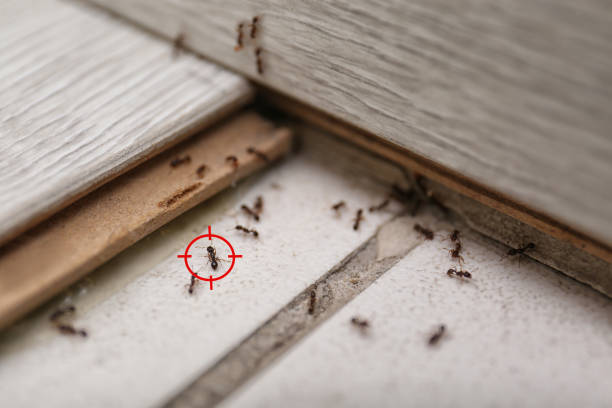 Best Mosquito Control Services  in Bronx, NY