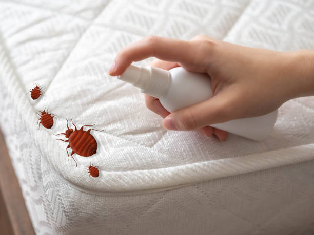 Best Spider Control Near Me  in Bronx, NY