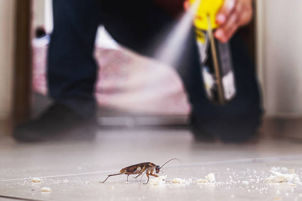 Best Spider Control Near Me  in Bronx, NY