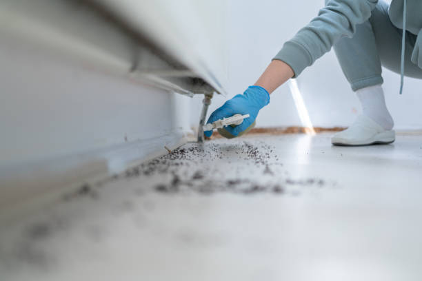 Best Best Pest Control Companies  in Bronx, NY